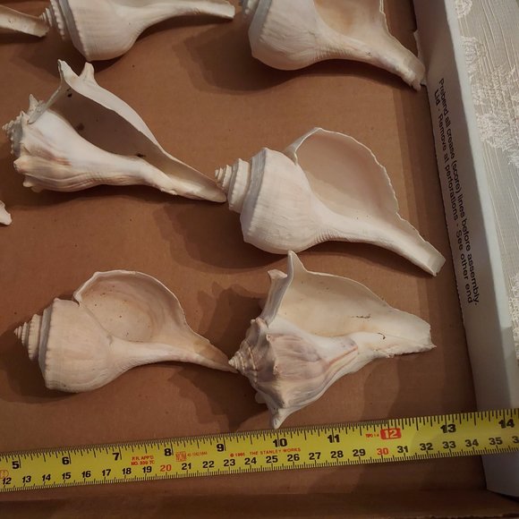 Accents Lot Of 9 Seashells Whelks From The North Carolina Coast Conch